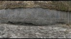Calvert Formation, Scientists' Cliffs, Maryland (#2 of 8)