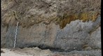 Calvert Formation, Scientists' Cliffs, Maryland (#8 of 8)