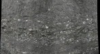 Calvert Formation, Scientists' Cliffs, Maryland (#7 of 8)