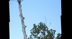Tree of love