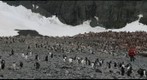 Gentoo Penguin colony