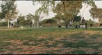 Dog Park