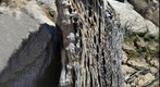 Trunk of an Elephant Cactus