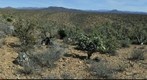 Sonoran desert