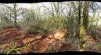 habitat destruction by wild boars