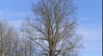 Budding Tulip Poplar