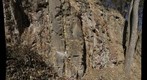 "Cub Sandstone" (Uppermost Martinsburg Formation), near Catherine Furnace, Virginia