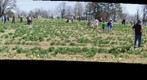 Wye Mountain Daffodil Festival 2013