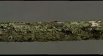 Cornus mas (3D)