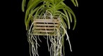 Fine Art Orchid Print; Ascda Fuchs Angel Frost 'Michael' FCC/AOS