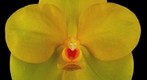 Fine Art Orchid Print; Ascda Fuchs Angel Frost 'Michael' FCC/AOS - Bloom