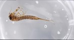 Mayfly test
