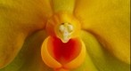 Fine Art Orchid Print; Ascda Fuchs Angel Frost 'Michael' FCC/AOS - Bloom Close-up