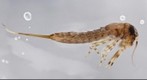 Mayfly test 2 revised tiff from photoshop