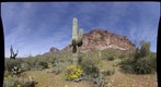 20130319 Superstition Mountains Spring Flowers