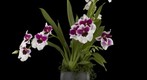 Fine Art Orchid Print: Miltoniopsis Orchid