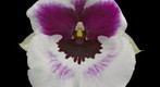 Miltoniopsis Orchid Bloom