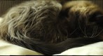 Our 19 year old cat.
