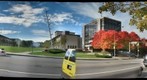 Maple Trees 1