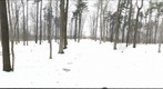 Dairy Bush GigaPan - 185 – March 21 2013 