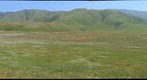 Tejon Ranch Wildflowers I
