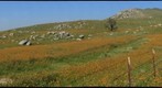 Tejon Ranch Wildflowers II