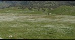 Tejon Ranch Wildflowers III