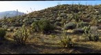 Cactus Garden