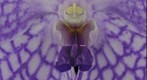 Fine Art Orchid Print: Vanda Charlene Atkins, Bloom Close-up