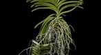 Fine Art Print: Ascda John de Biase 'Angela' FCC/AOS 