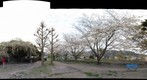 Sakura (Cherry Brossum) at AshigayaPark in Shizuoka