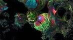 Fractal