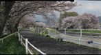 Sakura at NagaoRiver