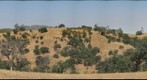 Central California Oak Woodland