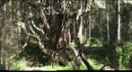 octopus tree