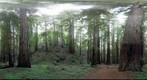 Montgomery Woods State Natural Reserve