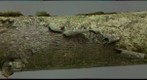 Orbilia eucalypti (3D pic)