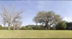 Prize Oak at Cellon Park, FL