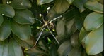 Argiope web spider