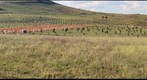 View of the ANU research site