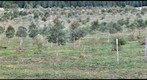 ANU research forest plot at the National Arboretum, Canberra, ACT