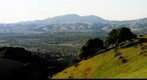 Oaks and Mount Diablo LEFT side of a stereo pair