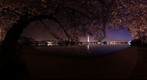 DC Cherry Blossoms - Tidal Basin near FDR Memorial