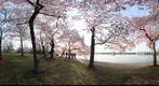 DC Cherry Blossoms - Tidal Basin near the Japanese Stone Lantern
