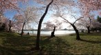 DC Cherry Blossoms - Tidal Basin near the Japanese Pagoda