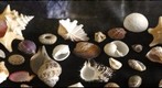 Sea Shell Collection