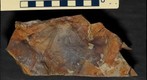 Cruziana Trace Fossils