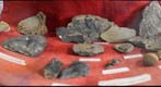 Fossil display at the Virginia Department of Geology and Mineral Resources