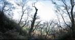 Mount Tsukuba clearing