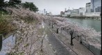 Osaka mint